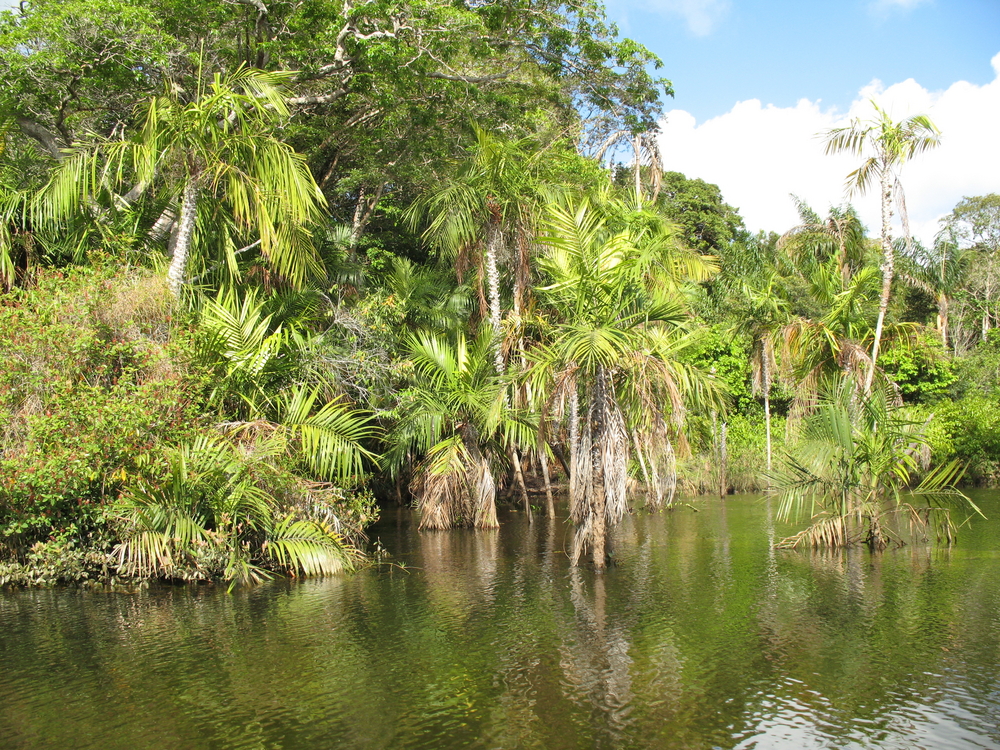 Typical,Tropical,,Impressive,Landscape,In,The,Amazon,Region,,Brazil.