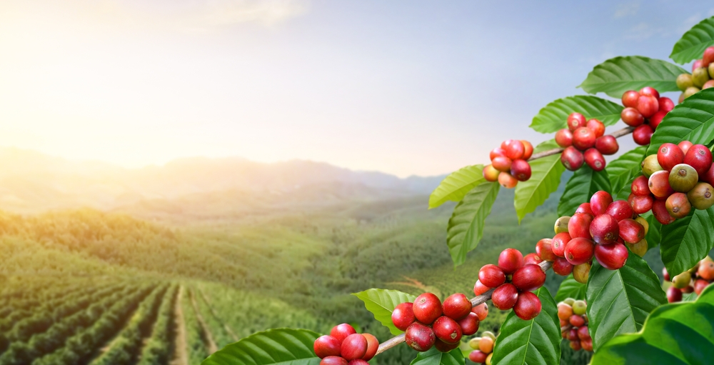 Coffee,Beans,On,Tree,With,Sunrise,Background.