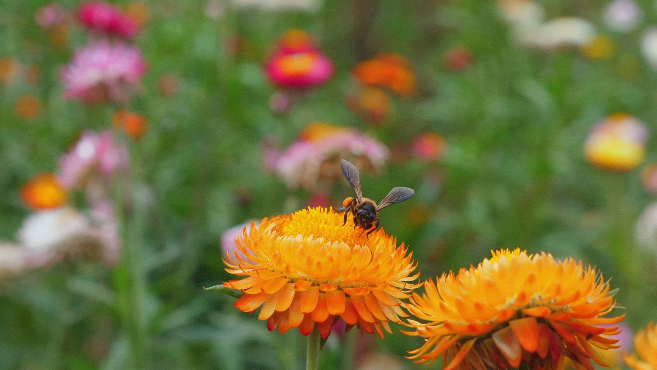 Close-up,Of,Bee,Collecting,Nectar,From,Orange,Flowers,In,Vibrant
