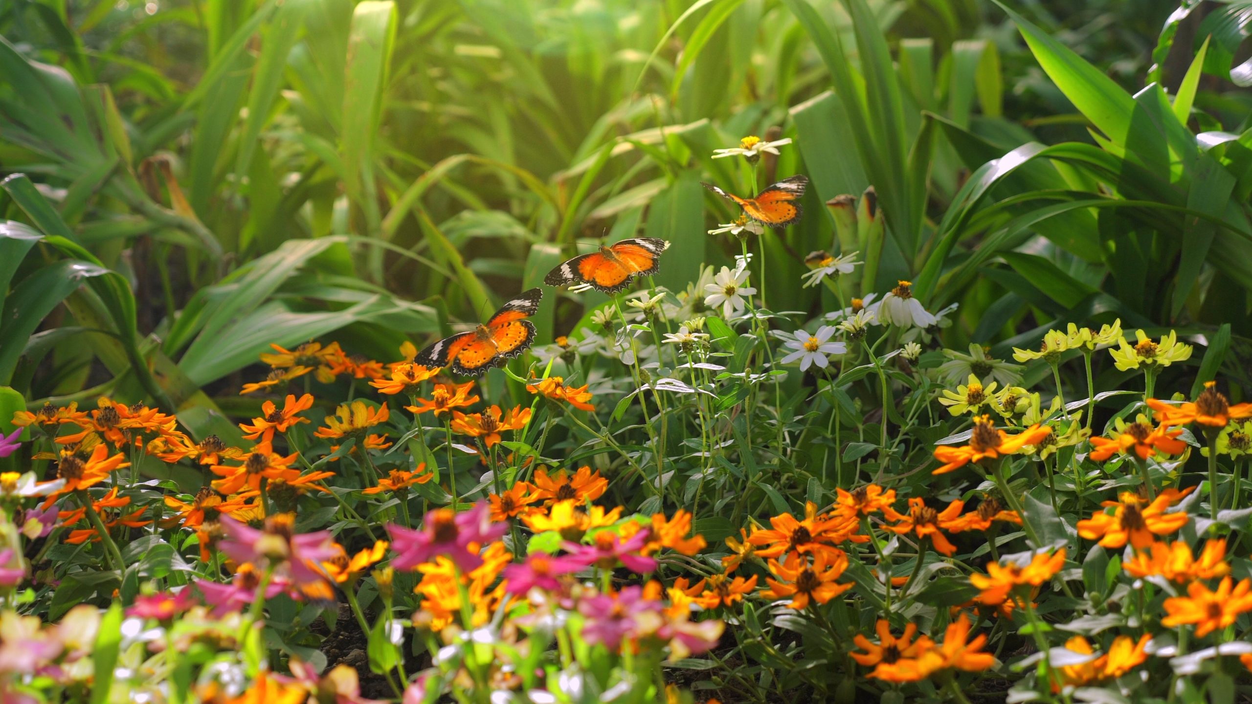 Vibrant,Garden,Filled,With,Blossoming,Flowers,And,Fluttering,Butterflies,Under
