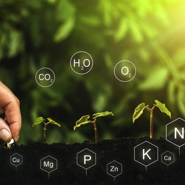 Role,Of,Nutrients,In,Plant,Life.,Hands,Planting,Seedling.,Soil