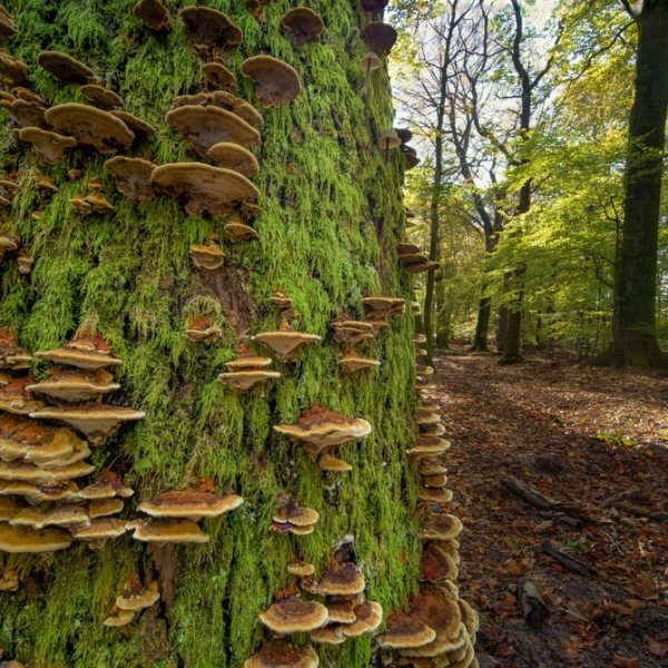 A,Closeup,Of,A,Tree,Trunk,With,A,Distinct,Texture