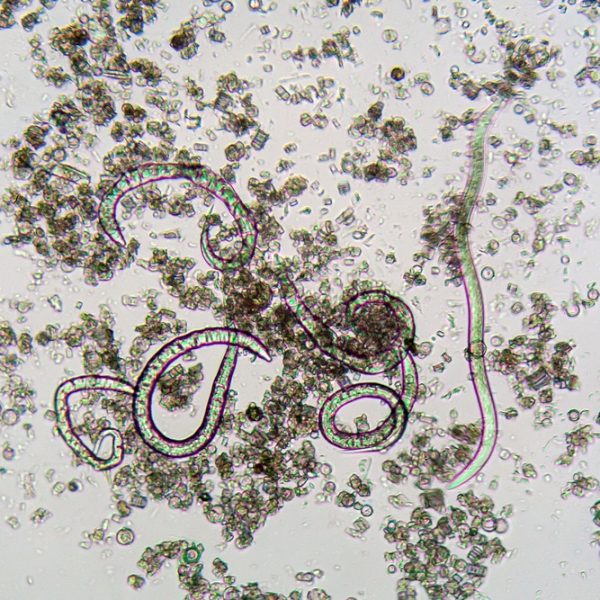 The,Nematode,Steinernema,Feltiae,Under,The,Microscope,,The,Species,Used