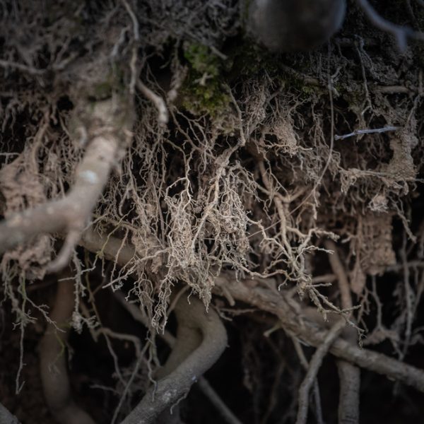 Selective,Blur,On,A,Close-up,Of,Exposed,Tree,Roots,Laid
